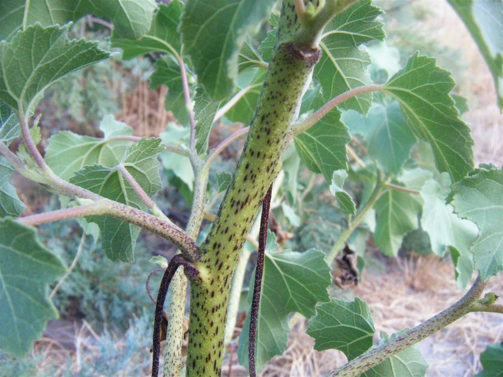 Xanthium sp.
